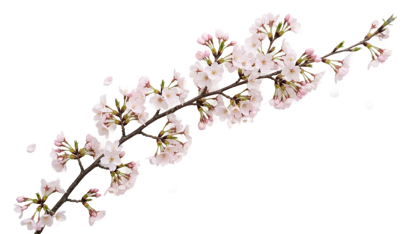 cherry blossom aesthetic png PNG transparent background