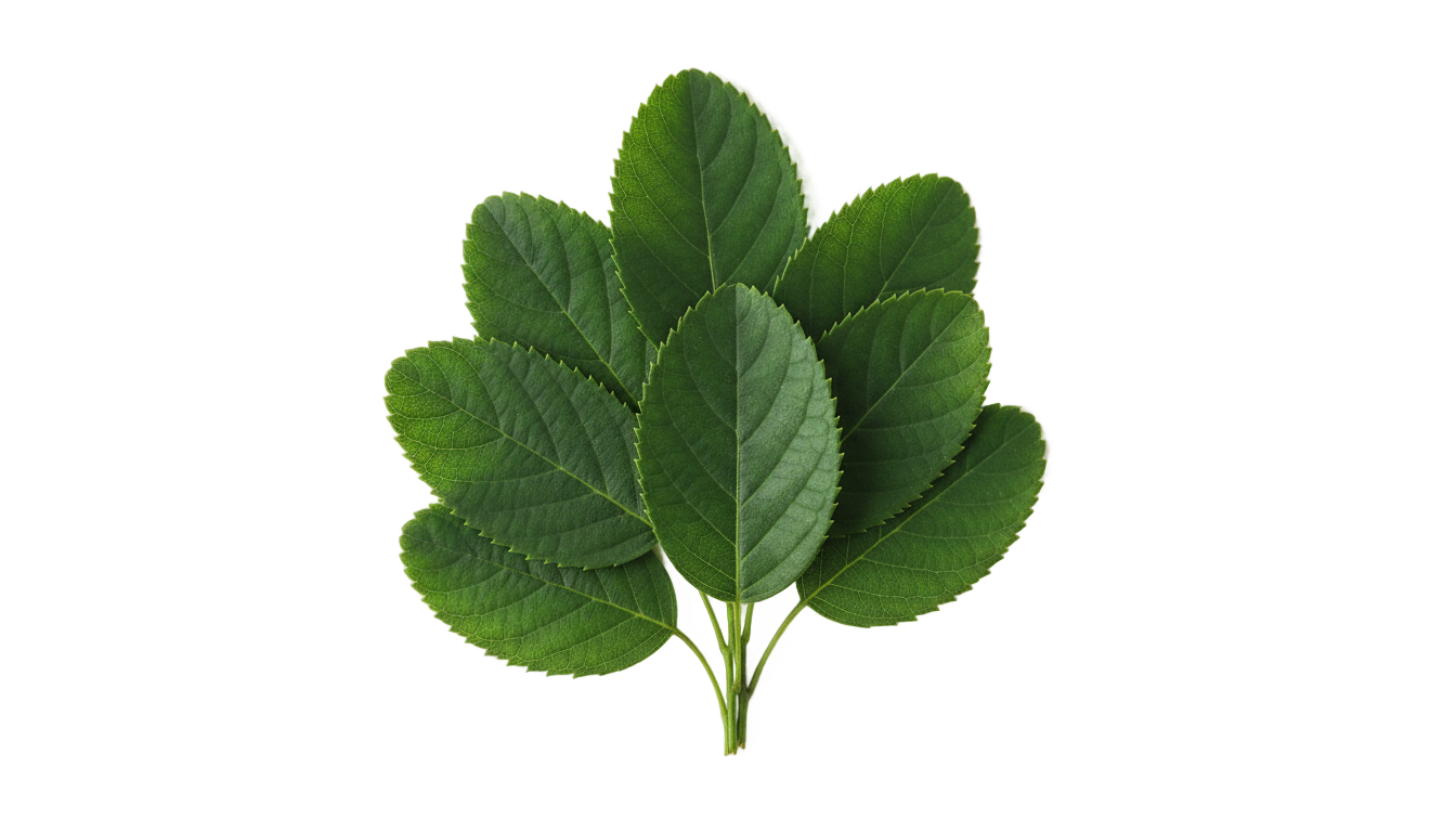 blueberry leaves png PNG transparent background