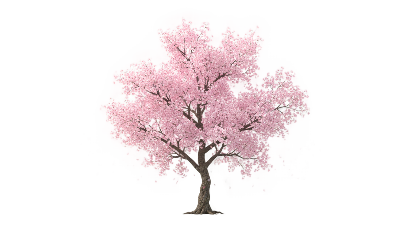 cherry blossom tree vector png PNG transparent background
