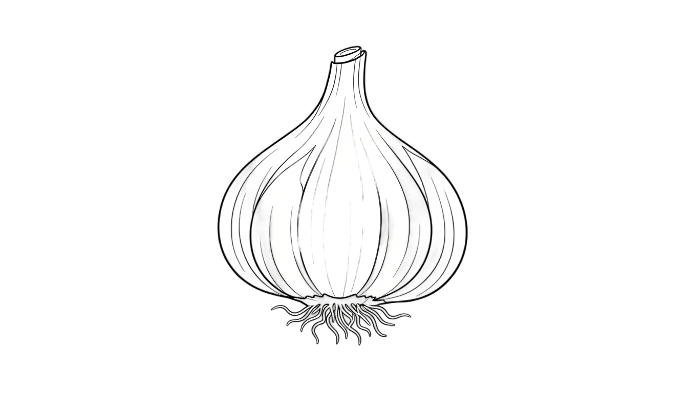 garlic outline png PNG transparent background