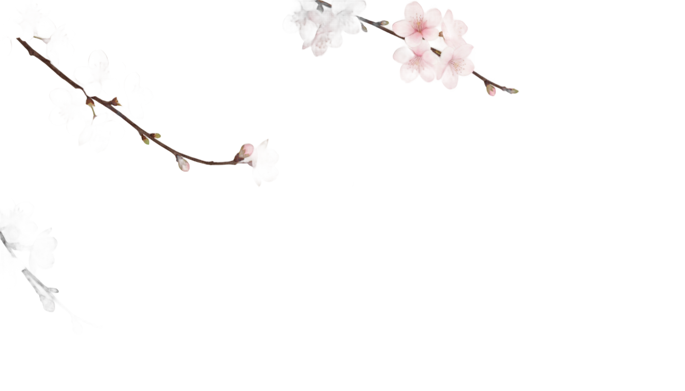 cherry blossom overlay png PNG transparent background