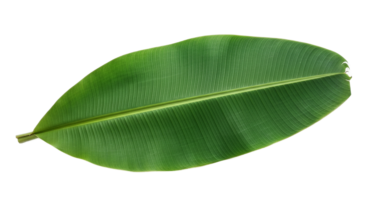 banana leaf cartoon png PNG transparent background