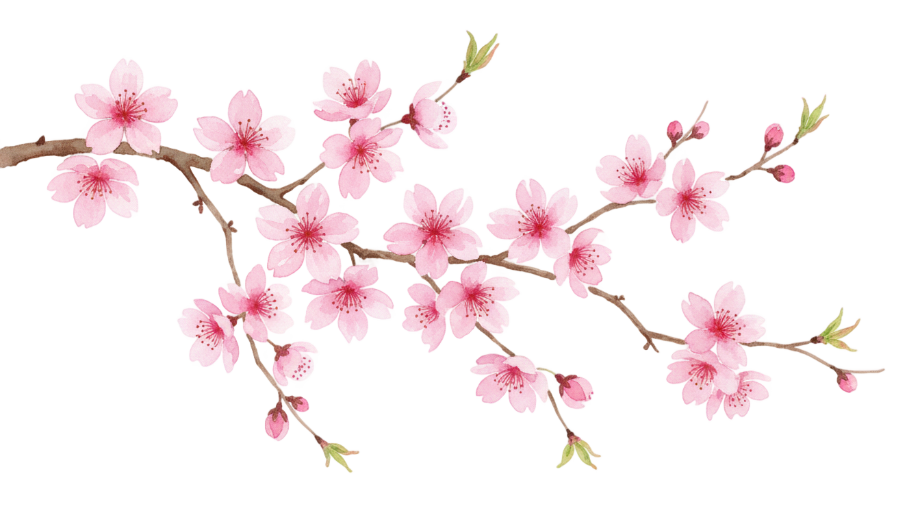 cherry blossom watercolor png PNG transparent background