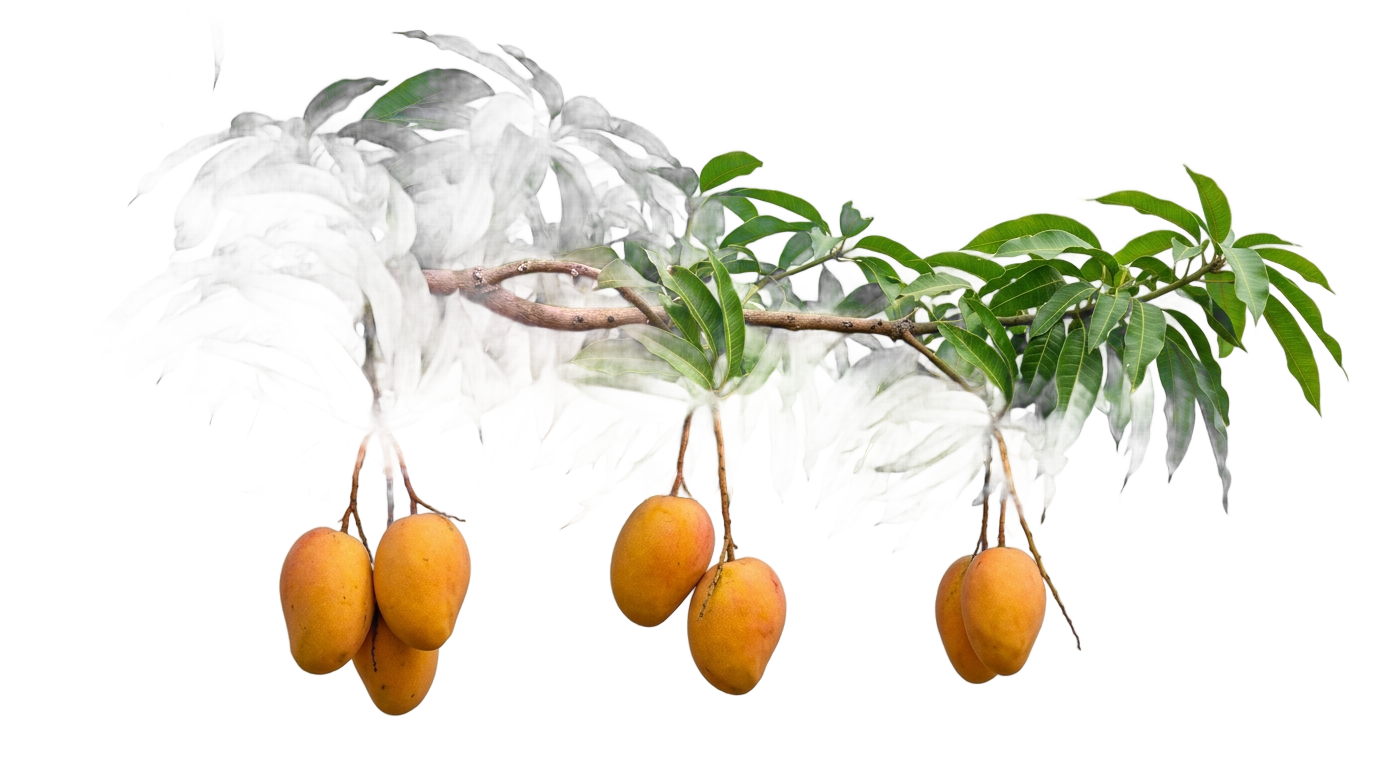 mango tree branch png PNG transparent background
