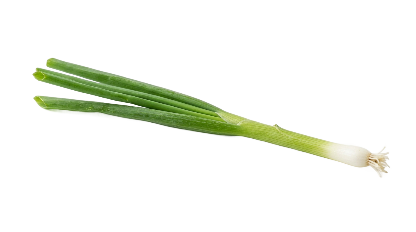 onion leaf png PNG transparent background