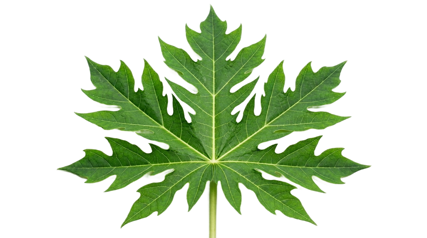 papaya leaf png PNG transparent background