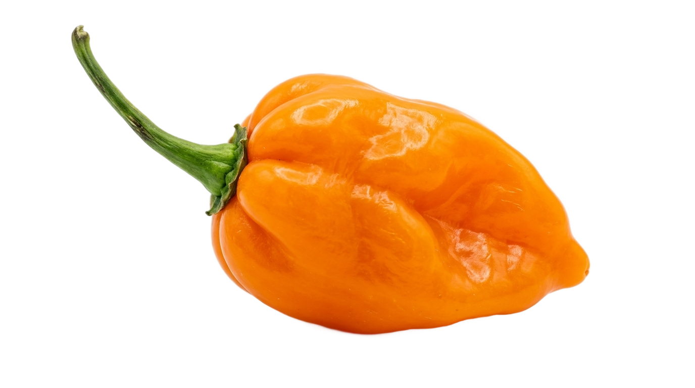 habanero pepper png PNG transparent background