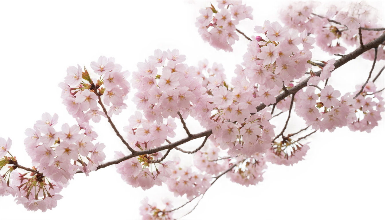 cherry blossom clipart png PNG transparent background