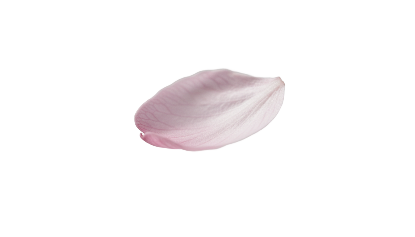 cherry blossom petal png PNG transparent background