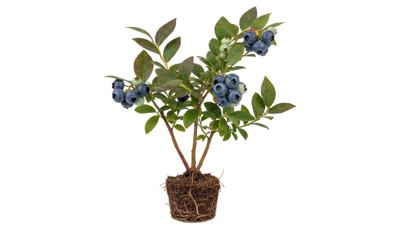 blueberry plant png PNG transparent background