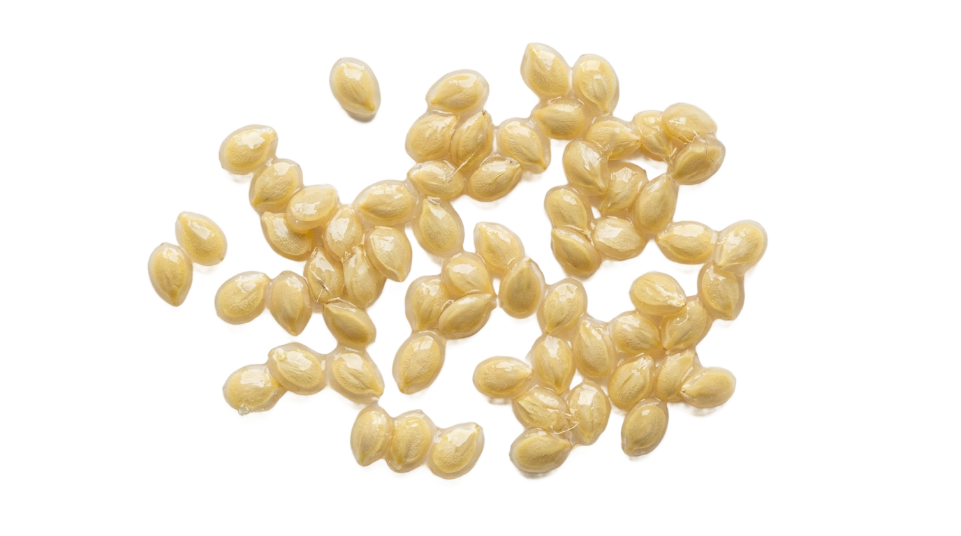 tomato seeds png PNG transparent background