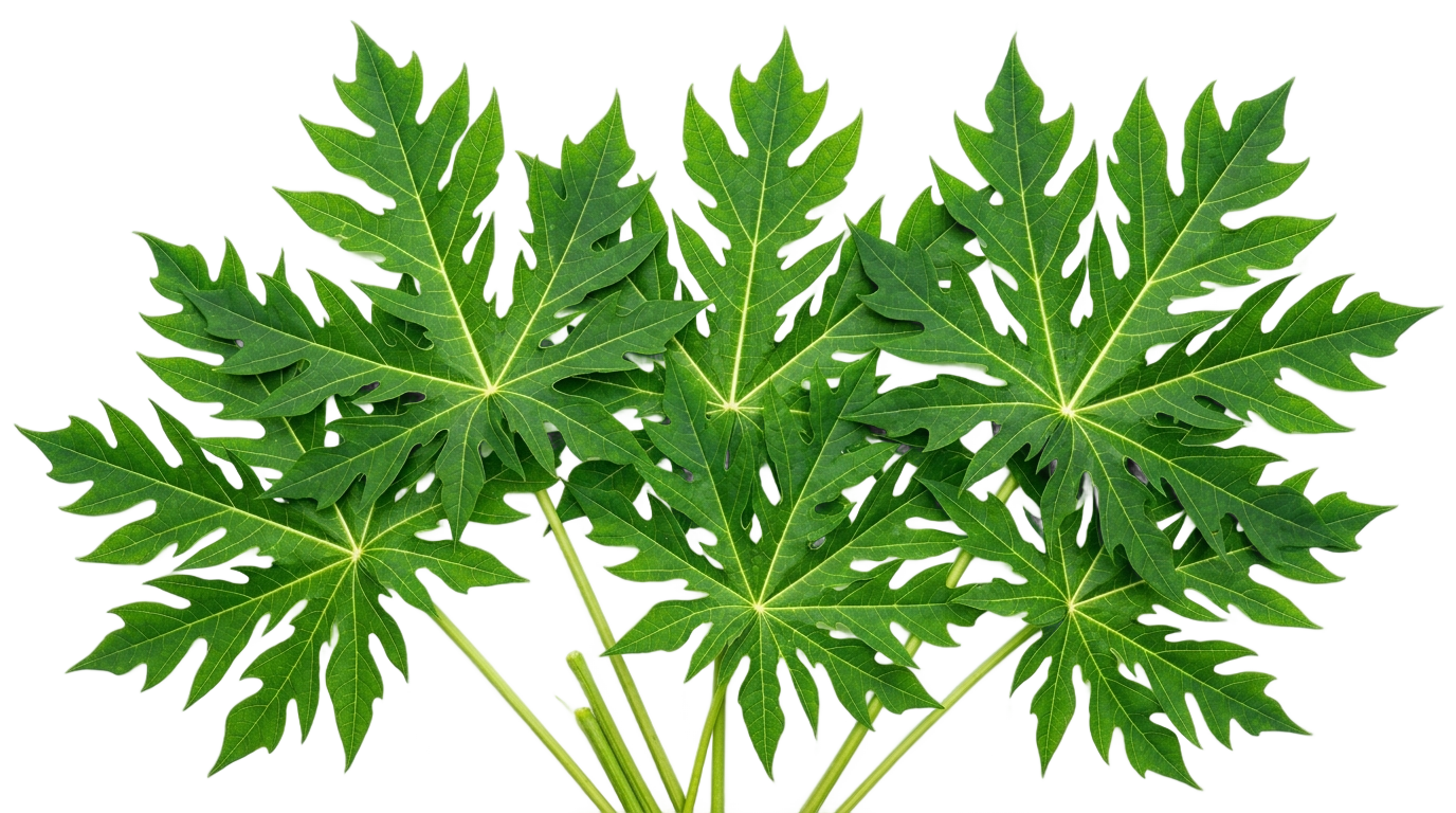 papaya leaves png PNG transparent background