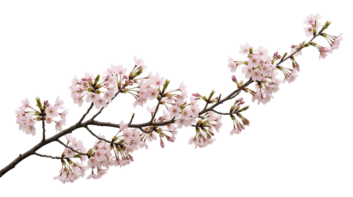cherry blossom illustration png PNG transparent background
