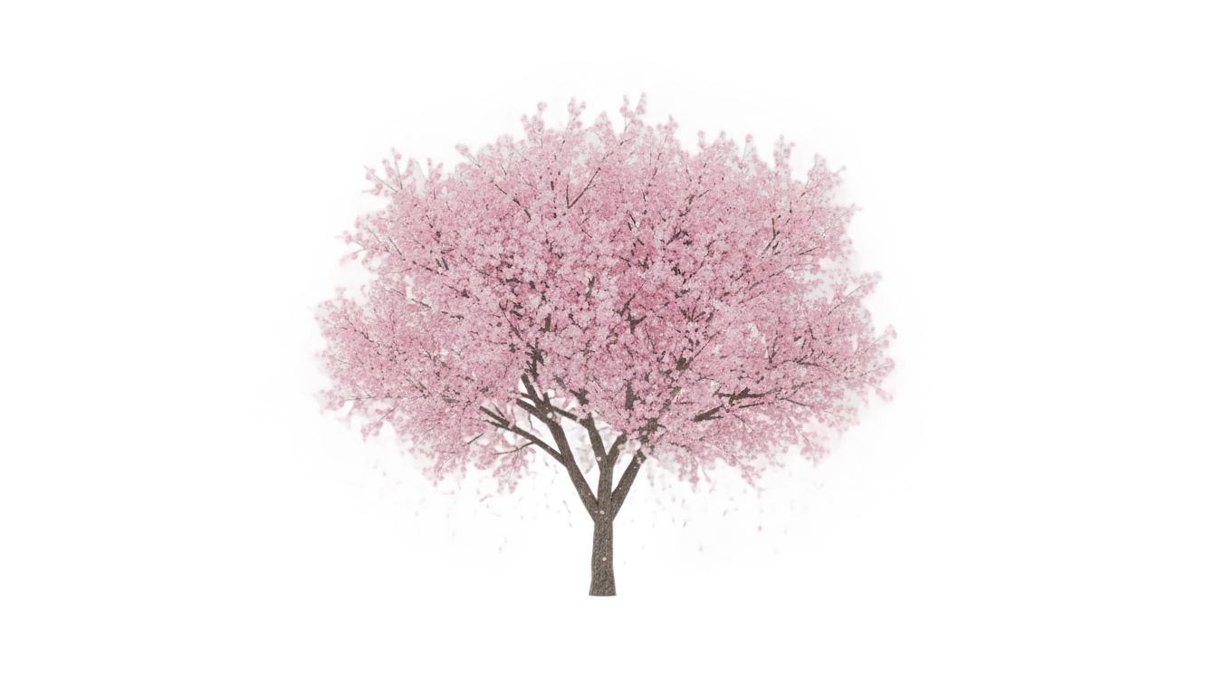 cherry blossom tree vector png PNG transparent background