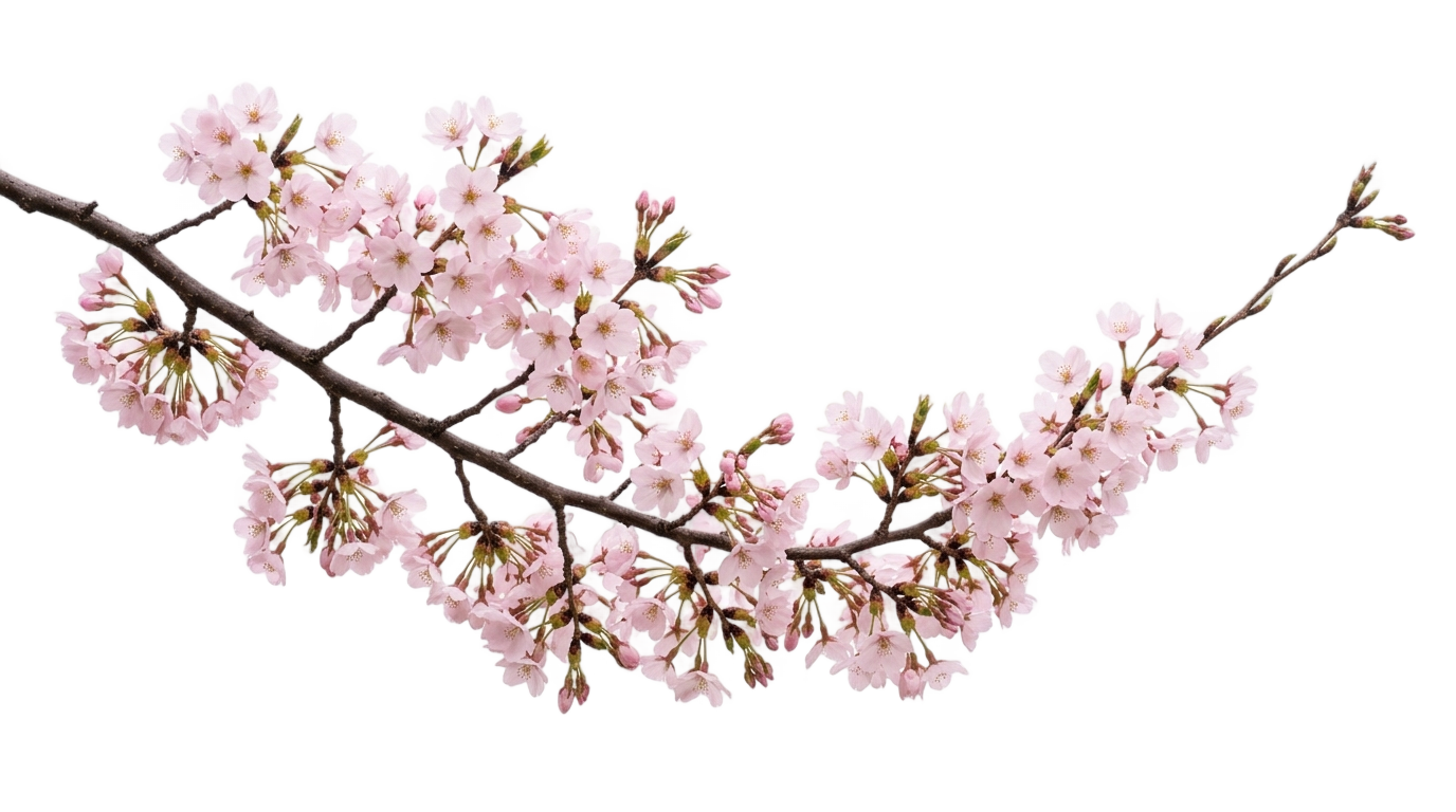 cherry blossom illustration png PNG transparent background