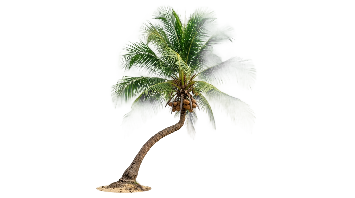 coconut tree png clipart PNG transparent background