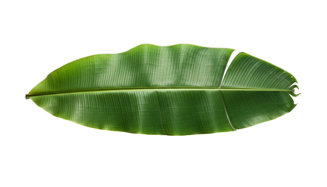 banana tree leaf png PNG transparent background