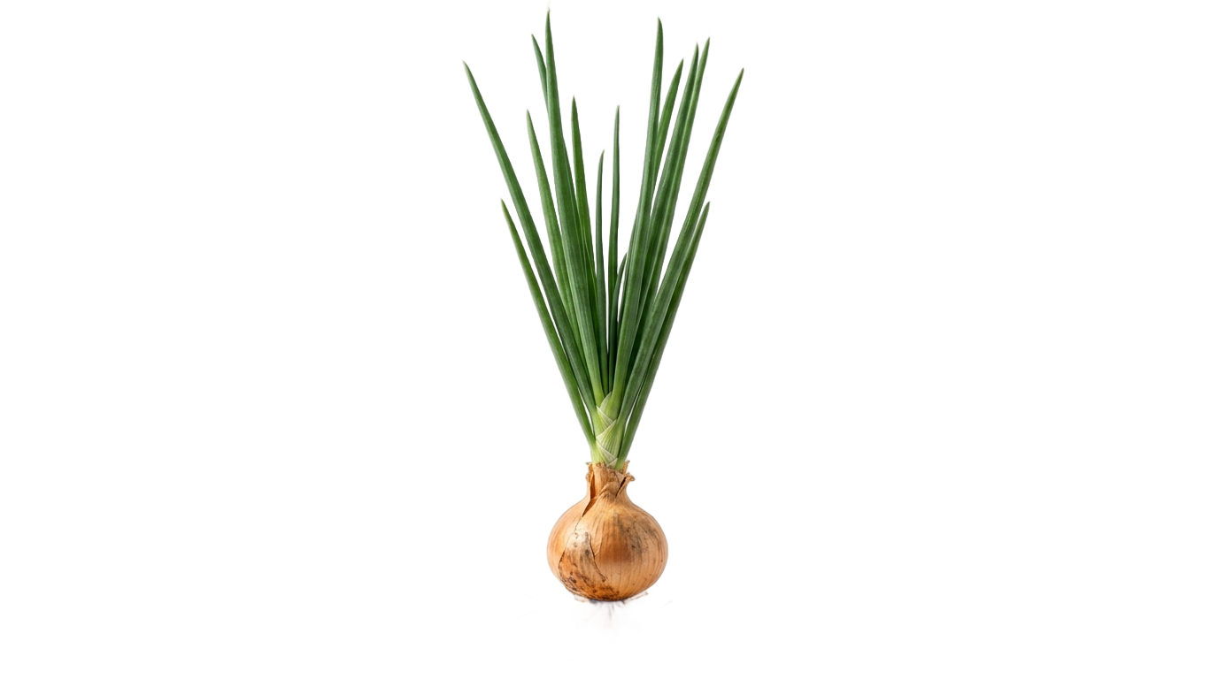 onion plant png PNG transparent background