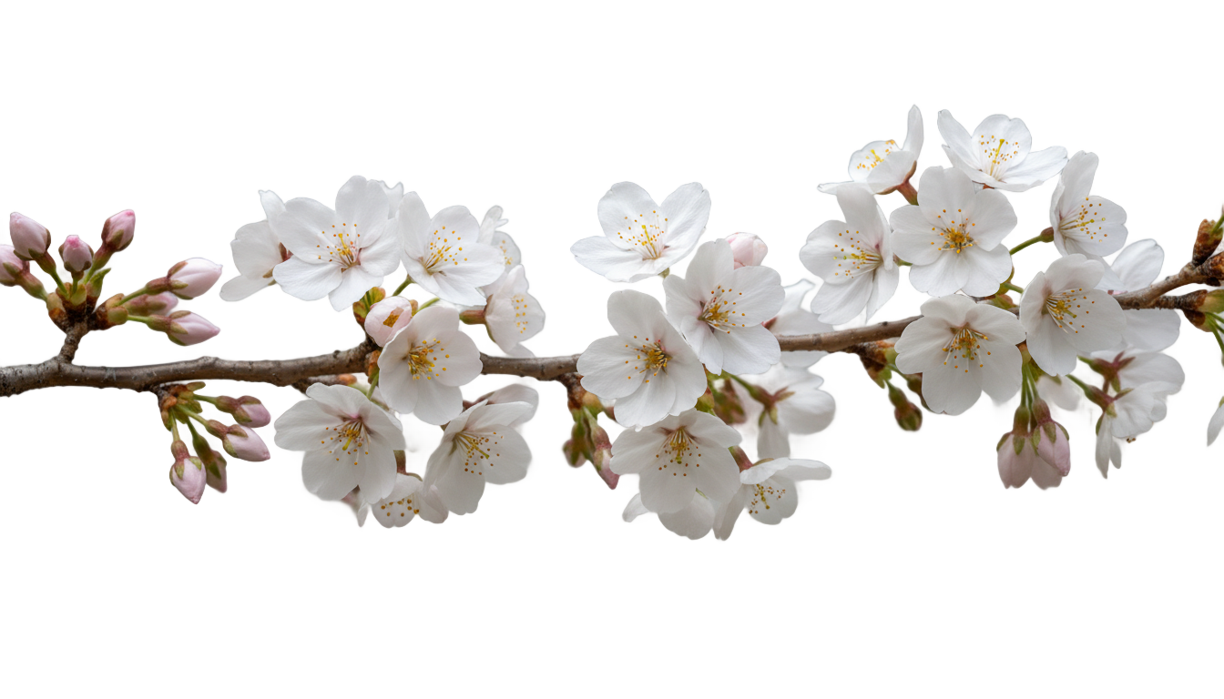 white cherry blossom png PNG transparent background
