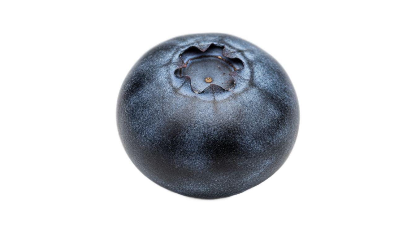 single blueberry png PNG transparent background
