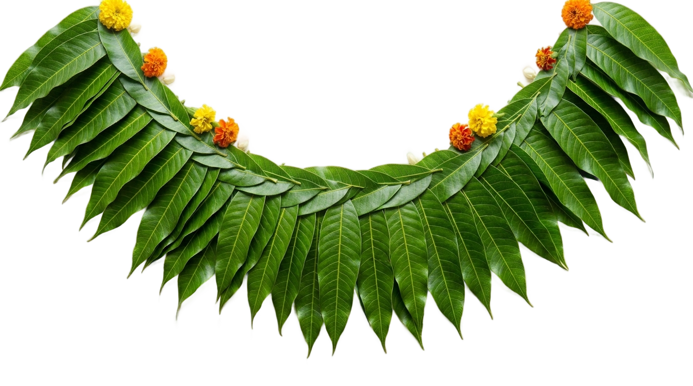 mango leaves decoration png PNG transparent background