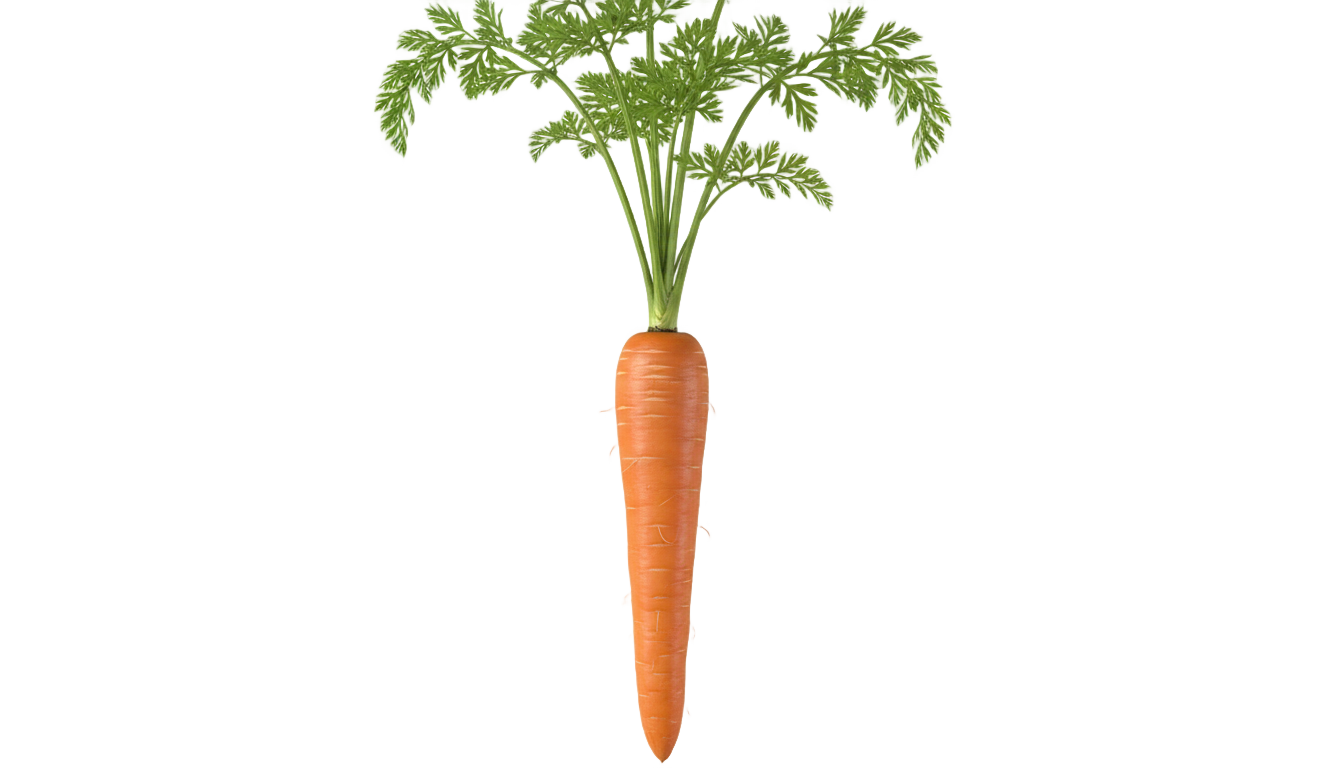 carrot illustration png PNG transparent background