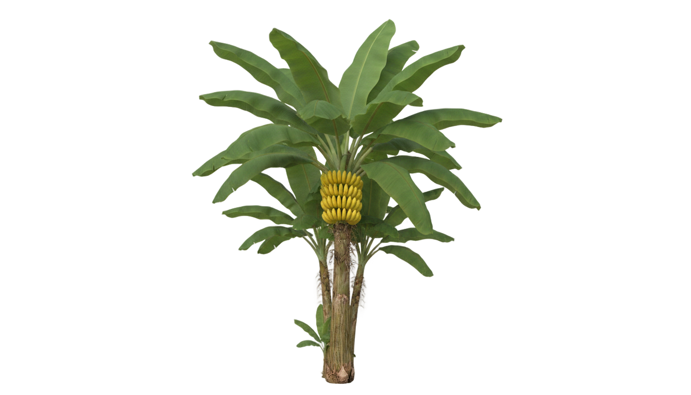 banana tree png clipart PNG transparent background
