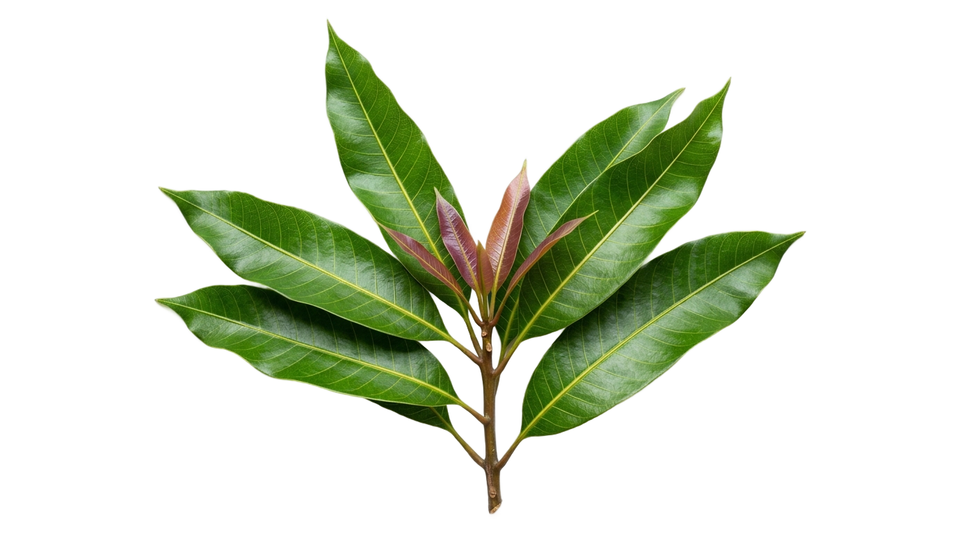 mango leaves png PNG transparent background