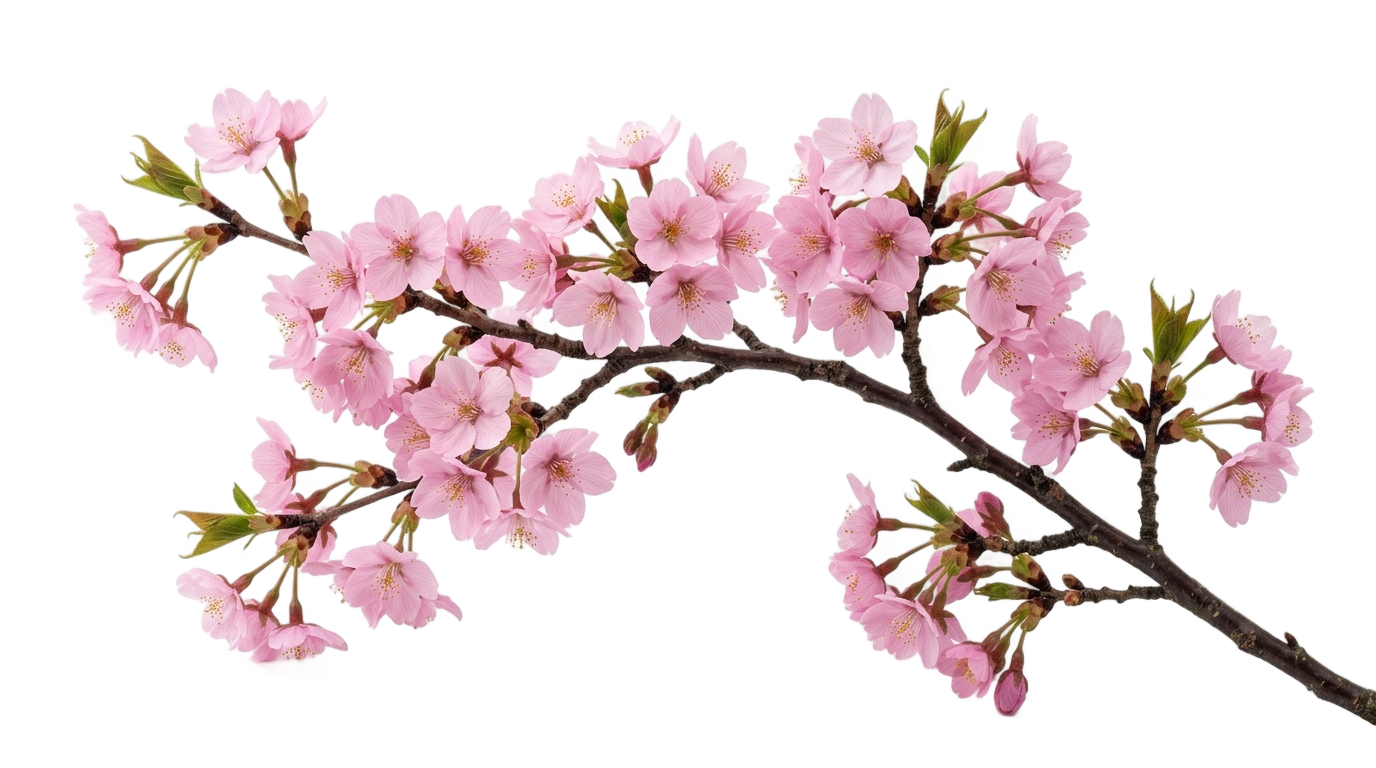 cherry blossom design png PNG transparent background