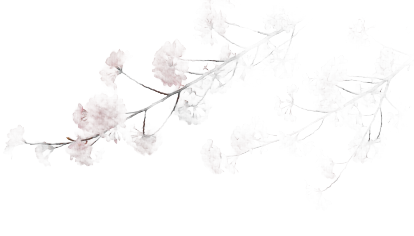 cherry blossom branches png PNG transparent background