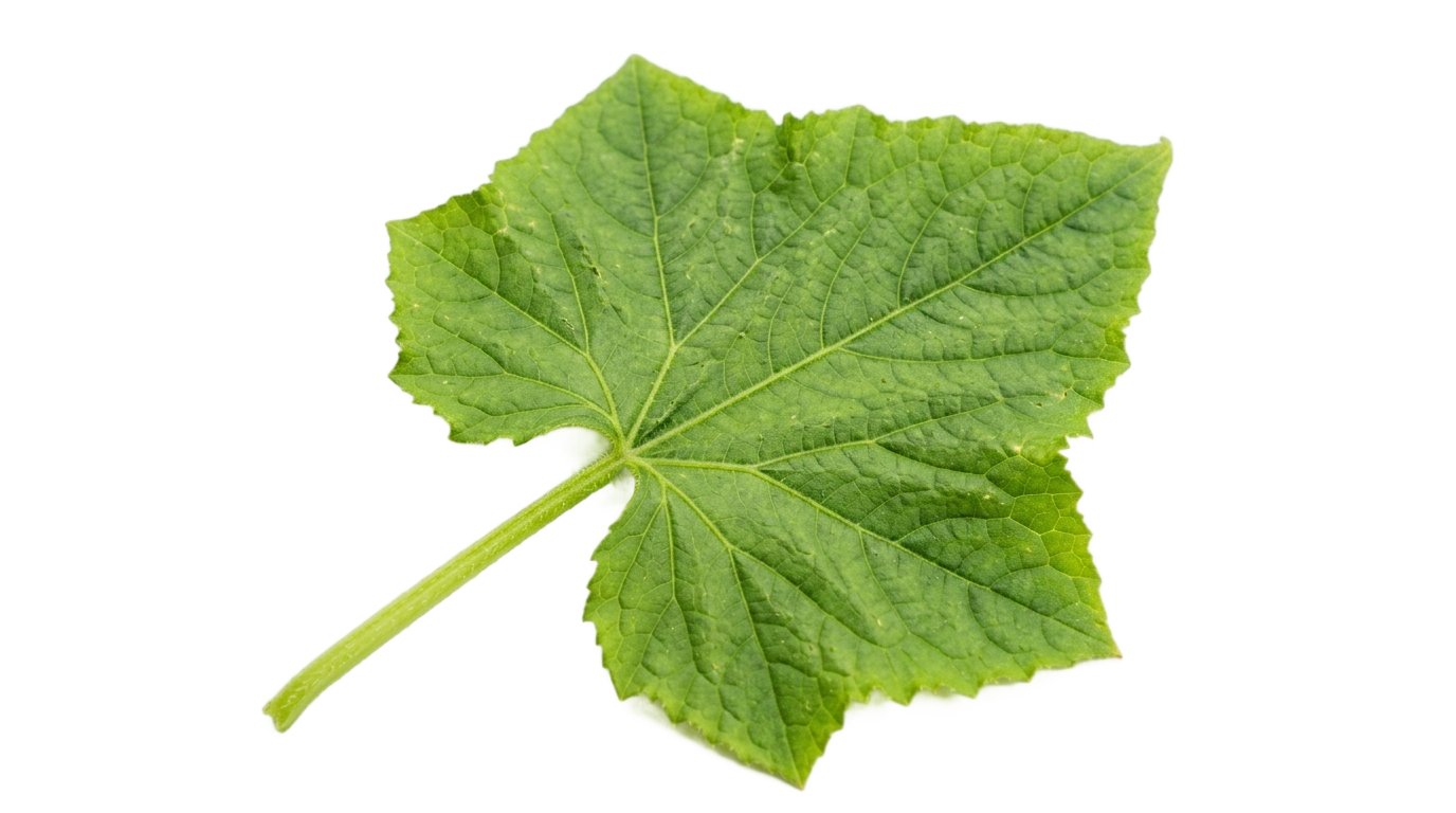 cucumber leaf png PNG transparent background
