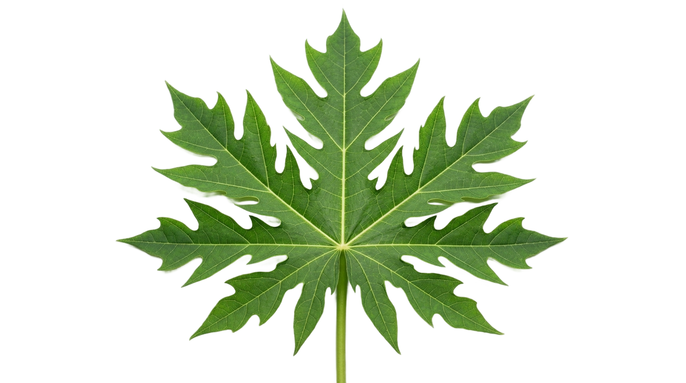 papaya leaf png PNG transparent background