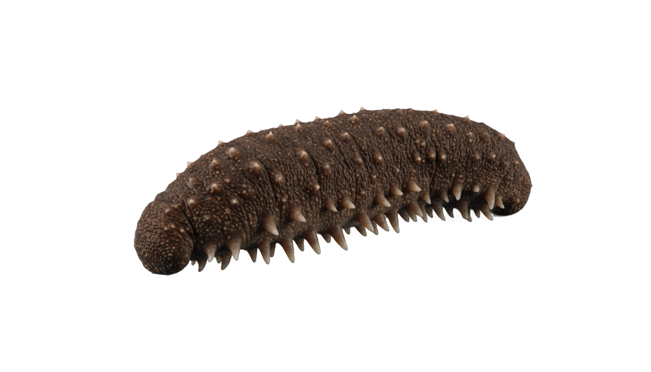 sea cucumber price in png 2018 PNG transparent background