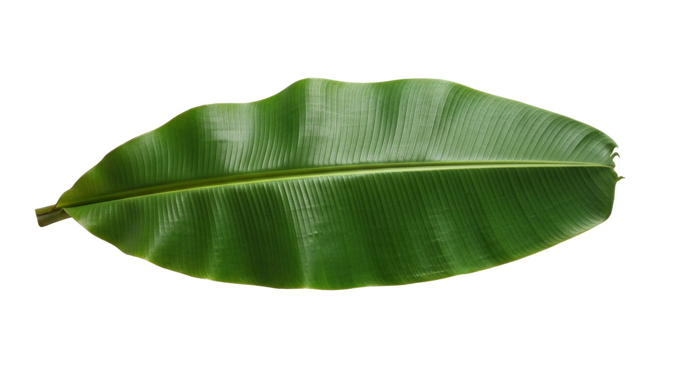 banana leaf decoration png PNG transparent background