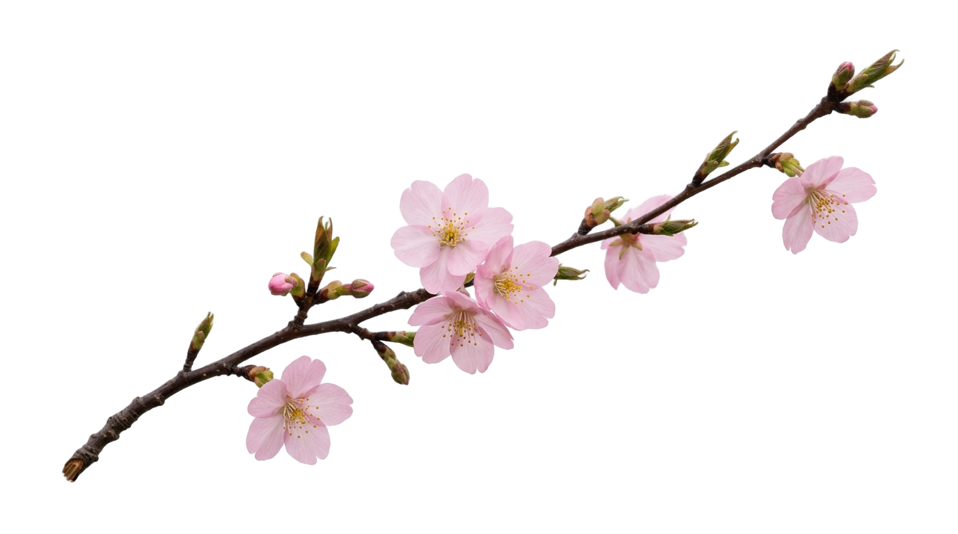 japan cherry blossom png PNG transparent background