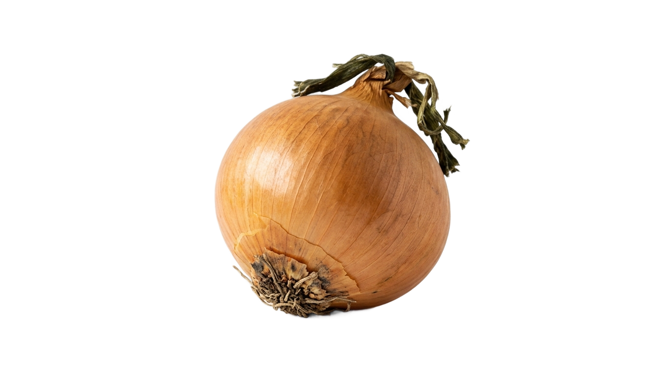 onion illustration png PNG transparent background