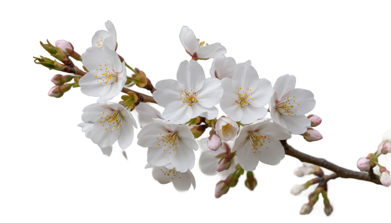 white cherry blossom png PNG transparent background