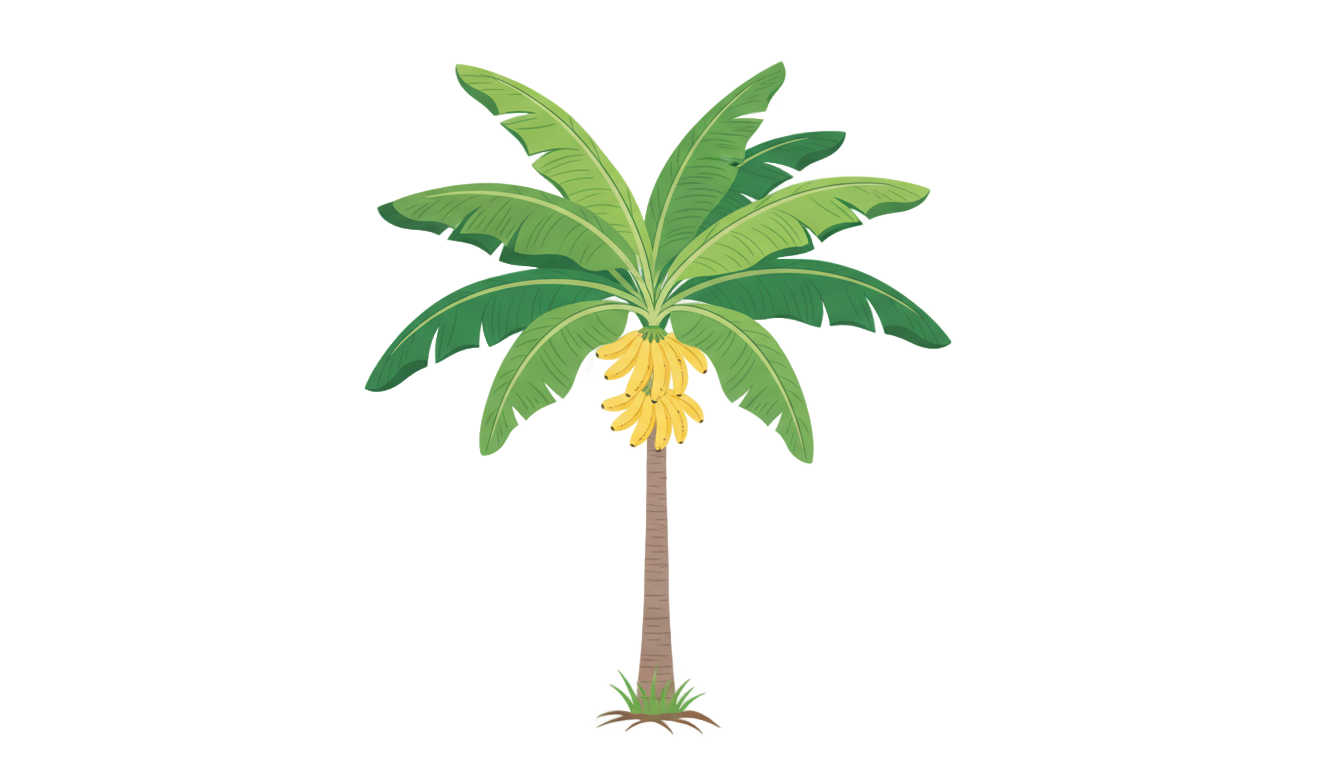 banana tree png for invitation card PNG transparent background