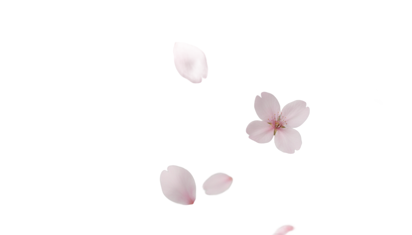 cherry blossom petals falling png PNG transparent background