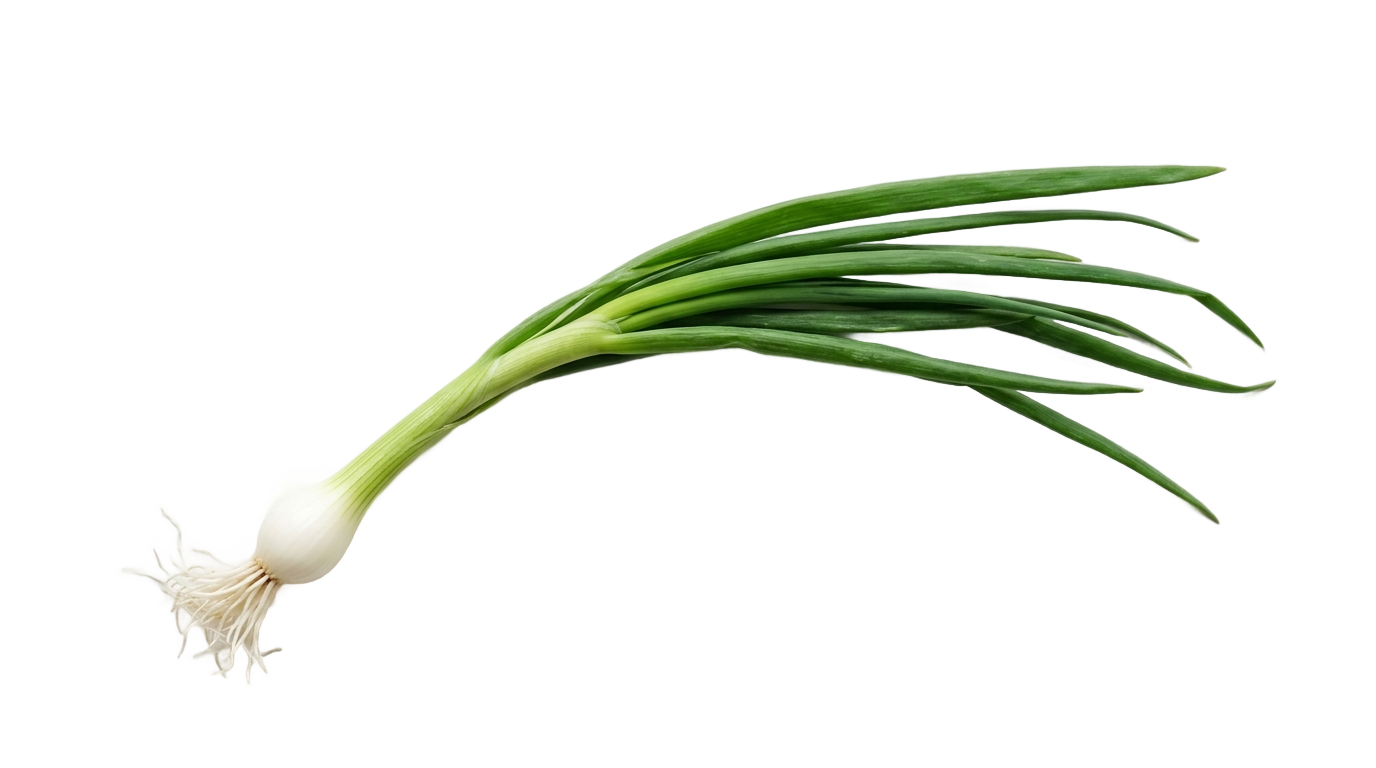 spring onion png PNG transparent background