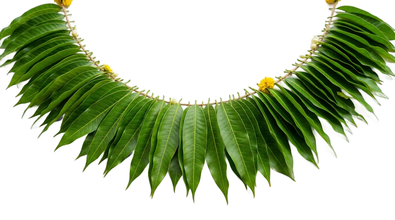mango leaves decoration png PNG transparent background