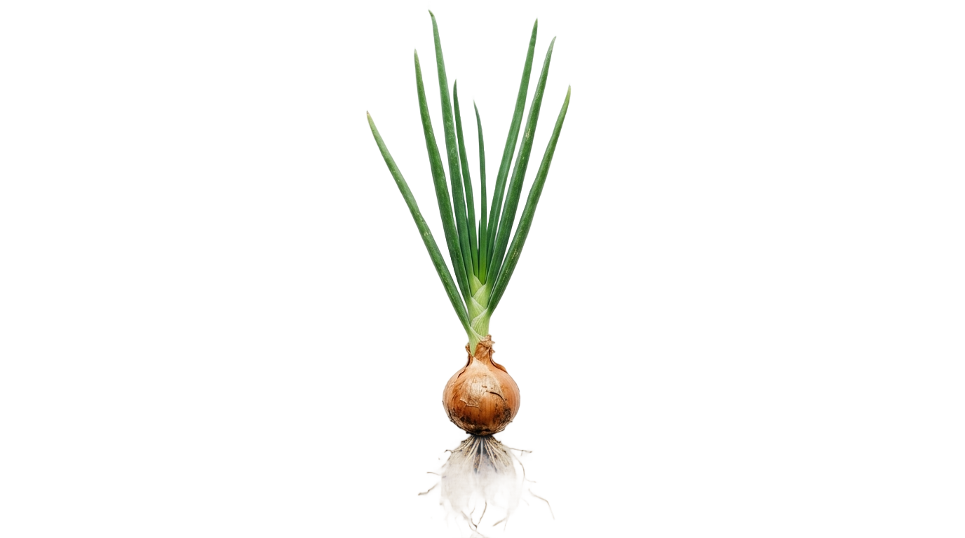 onion plant png PNG transparent background