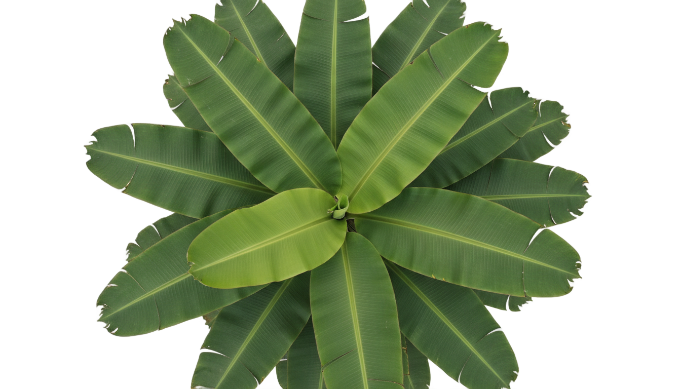 banana tree top view png PNG transparent background