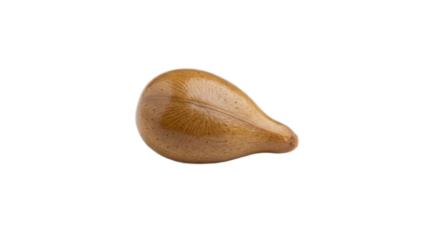 grape seed png PNG transparent background