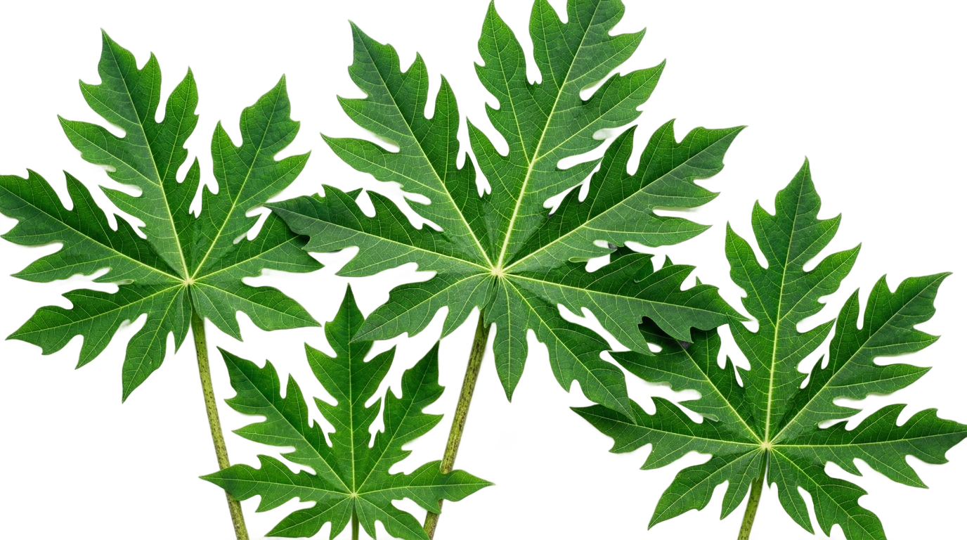 papaya leaves png PNG transparent background