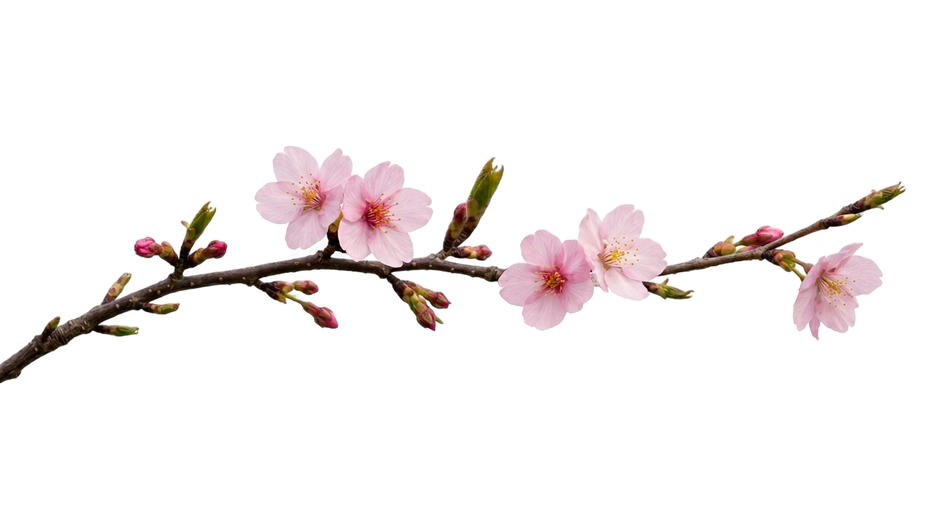 japan cherry blossom png PNG transparent background