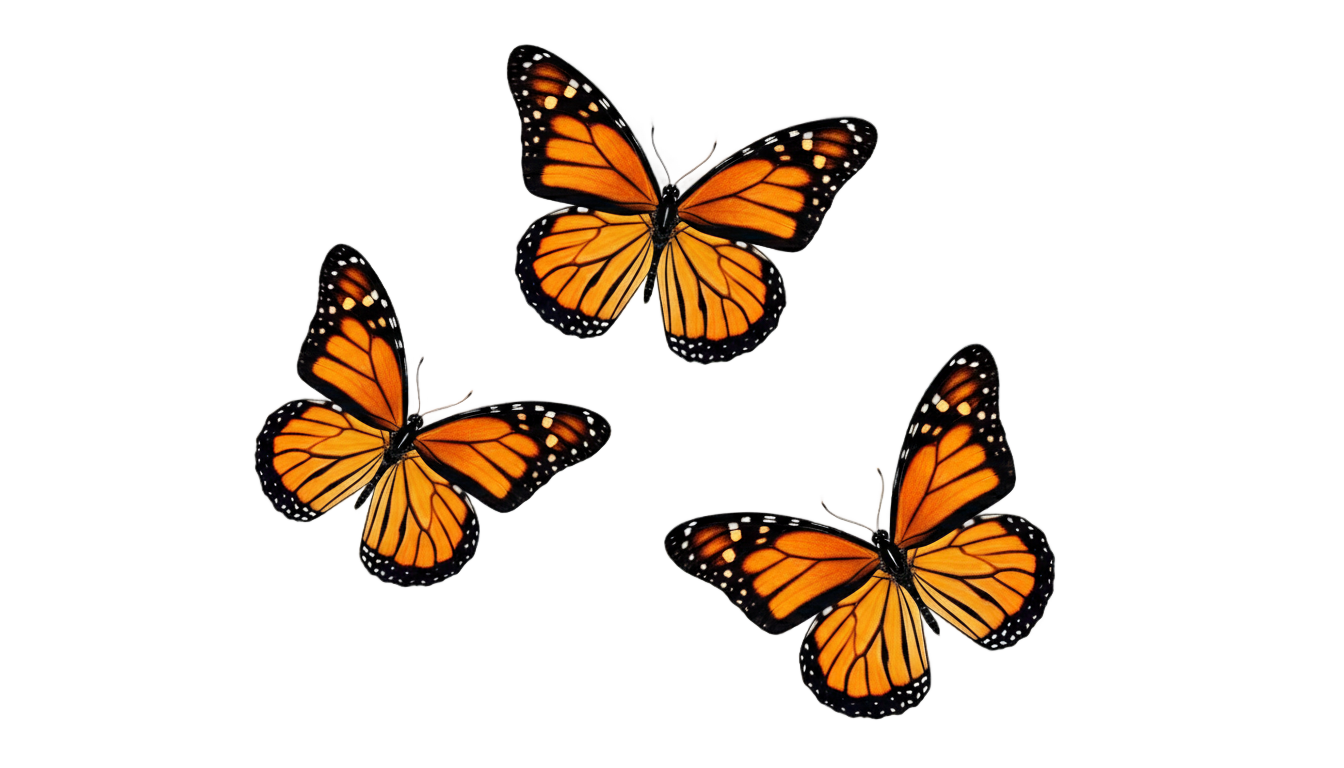 orange butterflies png PNG transparent background
