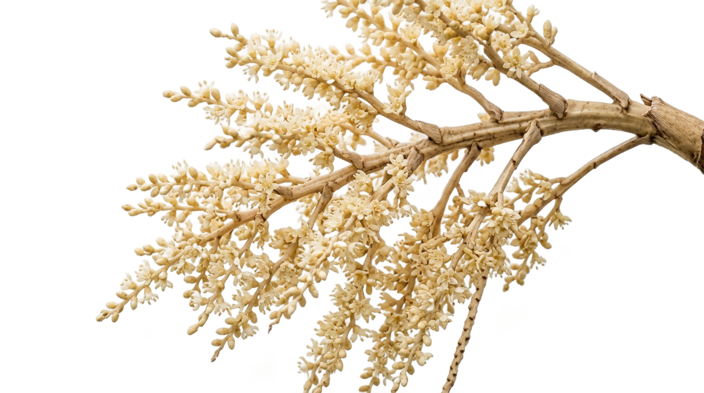 coconut flower png PNG transparent background