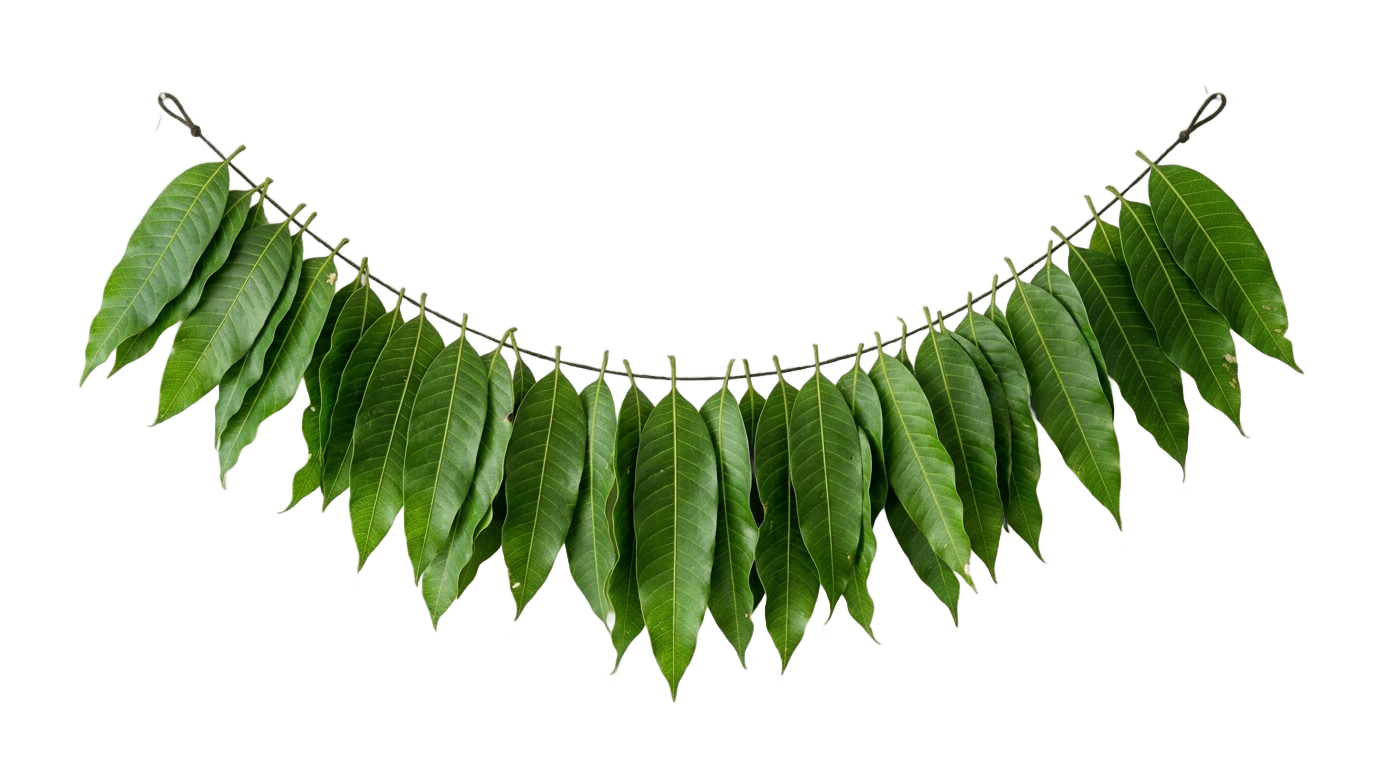 mango leaf toran png PNG transparent background