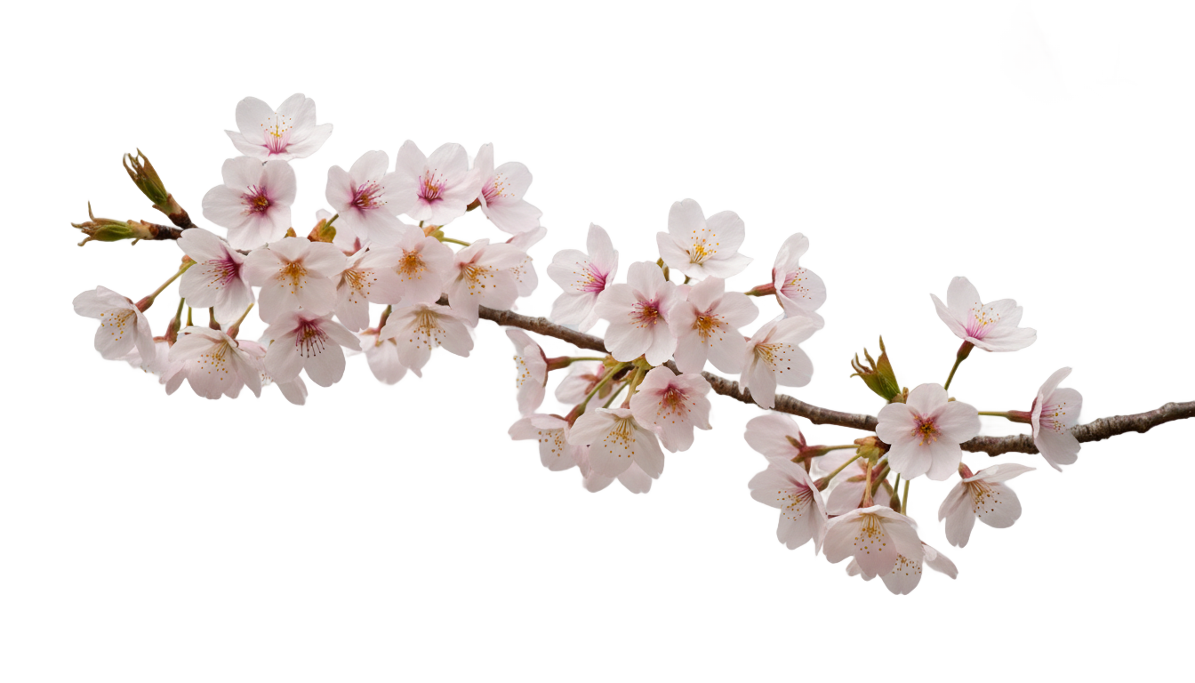 cherry blossom sakura png PNG transparent background